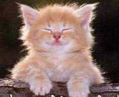 cutekitty.jpg