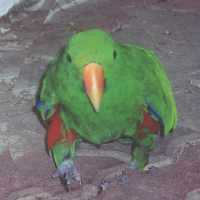 parrot1.jpg